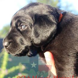 Labrador Retriever Puppies from Mariani Labrador Retrievers