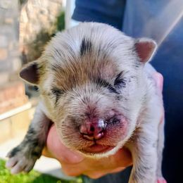 Nyx - Mini Female - Merle female Pomsky puppy in Draper, Utah from Pocket Pomskys