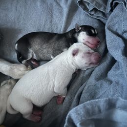 Alaskan Klee Kai Puppies from Kyrie Mulalley