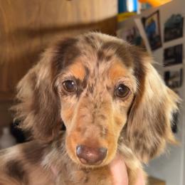Nova - Dachshund