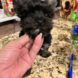 Yorkshire Terrier Puppies from Debbie’s Little Yorkies