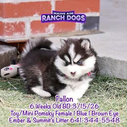 Fallon - Black and white female Pomsky puppy in Humeston, Iowa from M.A.R. Dogs