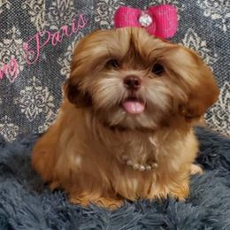 Paris - Shih Tzu