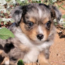 Miniature Australian Shepherd and Toy Australian Shepherd Puppies from Heritage Homestead