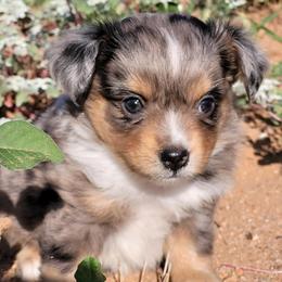 Miniature Australian Shepherd and Toy Australian Shepherd Puppies from Heritage Homestead