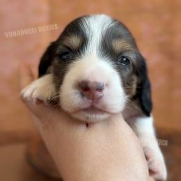Levii - Dapple male Dachshund puppy in Chandler, Arizona from Vonaducci Doxies, LLC.