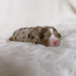 Daisy - Red merle female Aussiedoodle puppy in Burbank, Ohio from Berns & Doodles