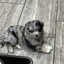 Pomsky Puppies from Michelle's Pomskies