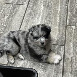 Pomsky Puppies from Michelle's Pomskies