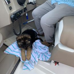 German Shepherd and Miniature American Shepherd Puppies from Bouchard’s Best Shepherds