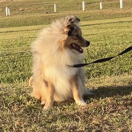 Stash - Toy Australian Shepherd
