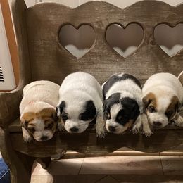 Australian Cattle Dog Puppies from Flying J Homestead Cattle Dogs
