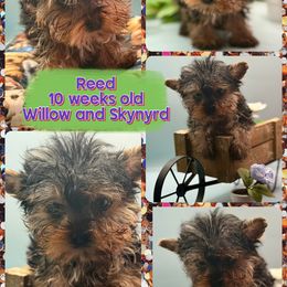 Reed (Tan band Male) - Black and tan male Yorkshire Terrier puppy in Tangipahoa County, Louisiana from Riche’ Louisiana Yorkies