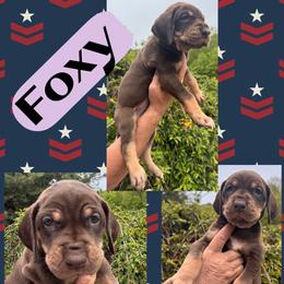 FOXY - Chocolate female Great Dane puppy in Wellsville, New York from Prophecy Danes