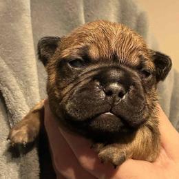 Riot - Fawn male French Bulldog puppy in Hemlock, Michigan from A&D Frenchies