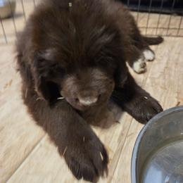 Girl - Brown female Newfoundland puppy in Quaker City, Ohio from Country Magik