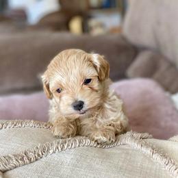 Jerome - Cream male Maltipoo puppy in Utica, Ohio from Poodle Me Crazy