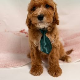 Ace - Apricot male Cavapoo puppy in Pocasset, Massachusetts from Mini Goldendoodles of Cape Cod