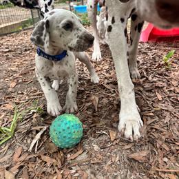 Lupine(LUA) - White and liver brown male Dalmatian puppy in Wilson, North Carolina from New Horizonz Dalmatians