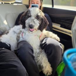 Opel - Black and white female Aussiedoodle puppy in Buffalo, Illinois from Pear Tree Pups