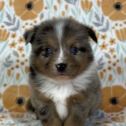 Miniature Australian Shepherd and Toy Australian Shepherd Puppies from Pistol Paws Aussies