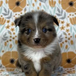 Miniature Australian Shepherd and Toy Australian Shepherd Puppies from Pistol Paws Aussies
