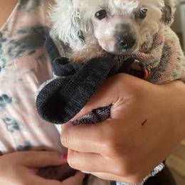 Bull Terrier and Poodle All Grown Up from The Dynasty