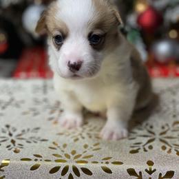 Boy 1 - Red male Pembroke Welsh Corgi puppy in Rosharon, Texas from Morning Glory Corgis