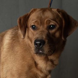 Sienna - Labrador Retriever