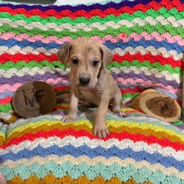 Brown Collar - Brindle male Great Dane puppy in Surgoinsville, Tennessee from Mountain Valley Farm Great Danes