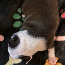 Australian Shepherd and Boston Terrier Puppies from PrimaShowDogs