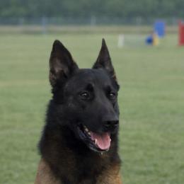 Kalips - Belgian Malinois