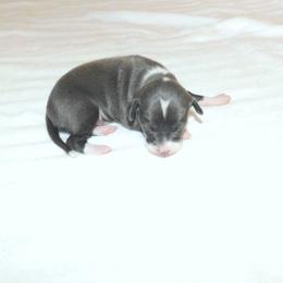 Pia Female 3 - Blue female Italian Greyhound puppy in Sparta Tn And Caryville Fl, Tennessee from Summerwind Kennel