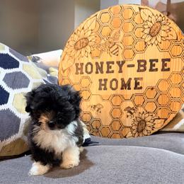 Emmitt - Black and white male Havanese puppy in Laurel, Indiana from Honey-Bee Home Havanese
