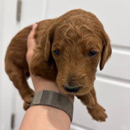 Peach collar - Red  female Poodle puppy in San Benito, Texas from Irene's Poodles