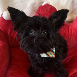 Bean - Yorkshire Terrier