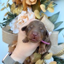 Coca 3800 - Chocolate and tan female Dachshund puppy in Mayville, Michigan from Teenie Little Hearts