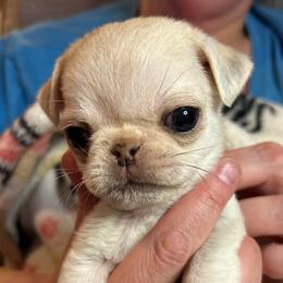 Jacob - White male Pug puppy in Morgantown, West Virginia from Groovy Pugs