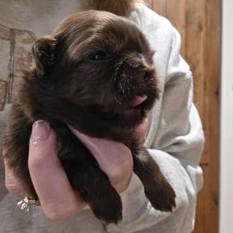 Girl 1 - Liver female Shih Tzu puppy in Lancaster, Ohio from Wandering Tzu