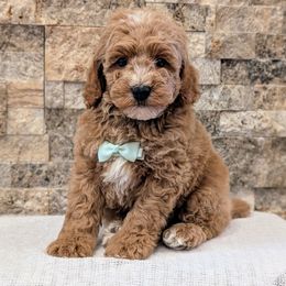 Baxter - Red  male Poodle puppy in Salt Lake City, Utah from Utah Cocker Spaniels
