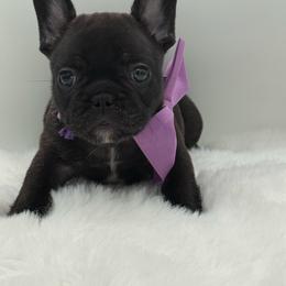 Maria - Brindle female French Bulldog puppy in Largo, Florida from Big Daddy Frenchies