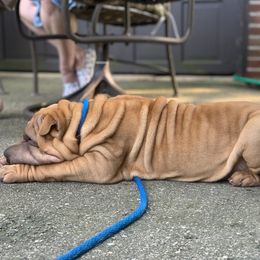 Chinese Shar-Pei and Pumi Puppies from Nixie Kennels