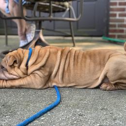Chinese Shar-Pei and Pumi Puppies from Nixie Kennels