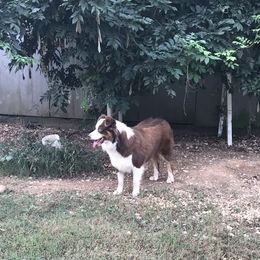Shawnee - Australian Shepherd