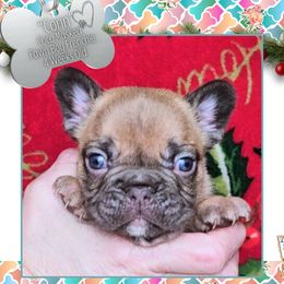 Boy 3 - Conn - Liver male French Bulldog puppy in Elberton, Georgia from Ioney's Southern Paws Shelties, Frenchies, and Yorkies