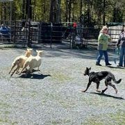 Beaucerons, Doberman Pinschers, and German Shepherds from Von Katzenstein Kennel