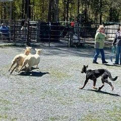 Beaucerons, Doberman Pinschers, and German Shepherds from Von Katzenstein Kennel