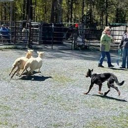 Beaucerons, Doberman Pinschers, and German Shepherds from Von Katzenstein Kennel
