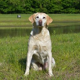 Hooch - Labrador Retriever