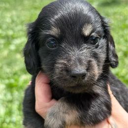 CKC Longhair black and cream brindle pointed - Black and cream female Dachshund puppy in Anderson, California from Golden Paws Dachshunds